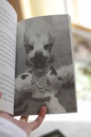 The Siamese Kittens Bundle
