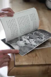 The Siamese Kittens and the Snow Leopard